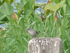 Serpophaga nigricans