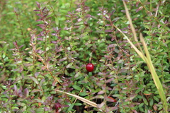Vaccinium macrocarpon