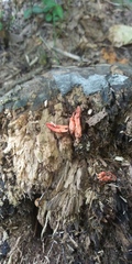 Pseudocolus fusiformis