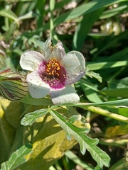 Hibiscus trionum