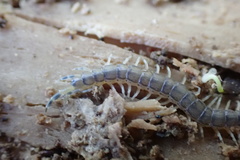 Hemiscolopendra marginata