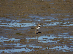 Charadrius wilsonia