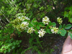 Lespedeza hirta hirta