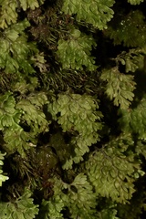 Hymenophyllum