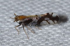 Liburniella ornata