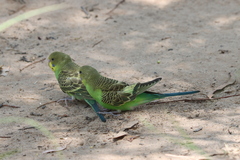 Melopsittacus undulatus