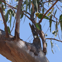 Melopsittacus undulatus
