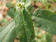 Persicaria lapathifolia