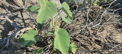 Horsfordia newberryi
