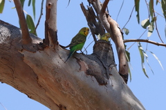 Melopsittacus undulatus
