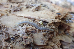 Hemiscolopendra marginata