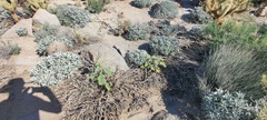 Horsfordia newberryi