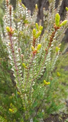Epacris pauciflora