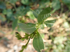 Persicaria lapathifolia
