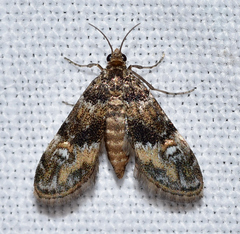 Elophila obliteralis