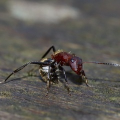 Camponotus planatus