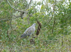 Patagioenas maculosa