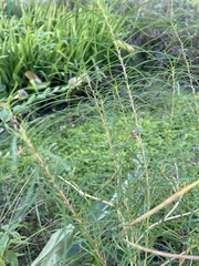 Helianthus salicifolius