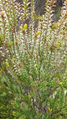 Epacris pauciflora