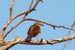 Cincloramphus mathewsi