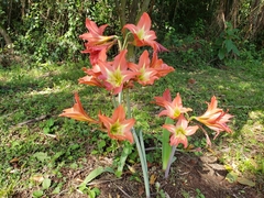 Hippeastrum