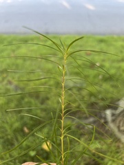 Helianthus salicifolius