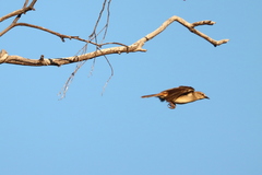 Cincloramphus mathewsi