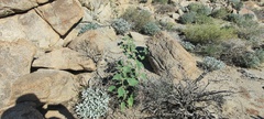 Horsfordia newberryi