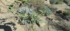 Horsfordia newberryi