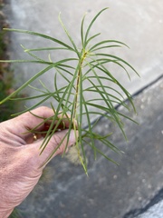Helianthus salicifolius