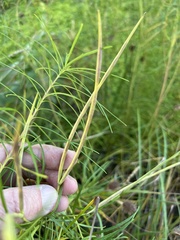 Helianthus salicifolius
