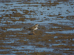 Charadrius wilsonia