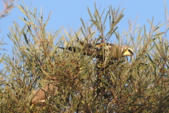 Nymphicus hollandicus