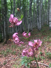 Lilium martagon martagon