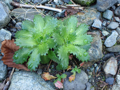 Micranthes ferruginea
