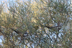 Nymphicus hollandicus