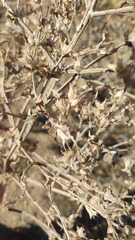 Axyris amaranthoides