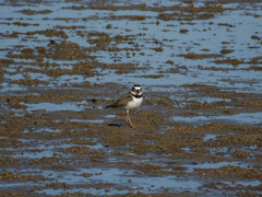 Charadrius wilsonia