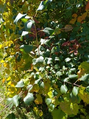 Rhamnus
