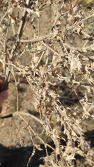 Axyris amaranthoides