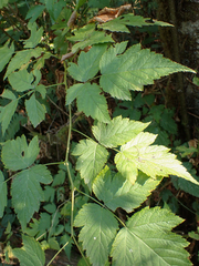 Rubus spectabilis