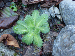 Micranthes ferruginea