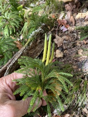 Dendrolycopodium hickeyi