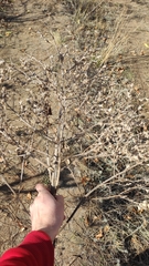 Axyris amaranthoides