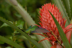 Thalurania glaucopis