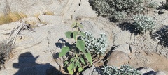 Horsfordia newberryi