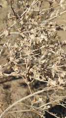 Axyris amaranthoides