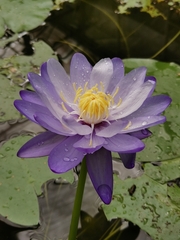Nymphaea gigantea