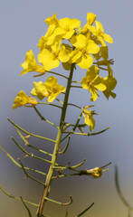 Brassica napus