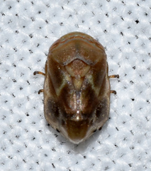 Clastoptera